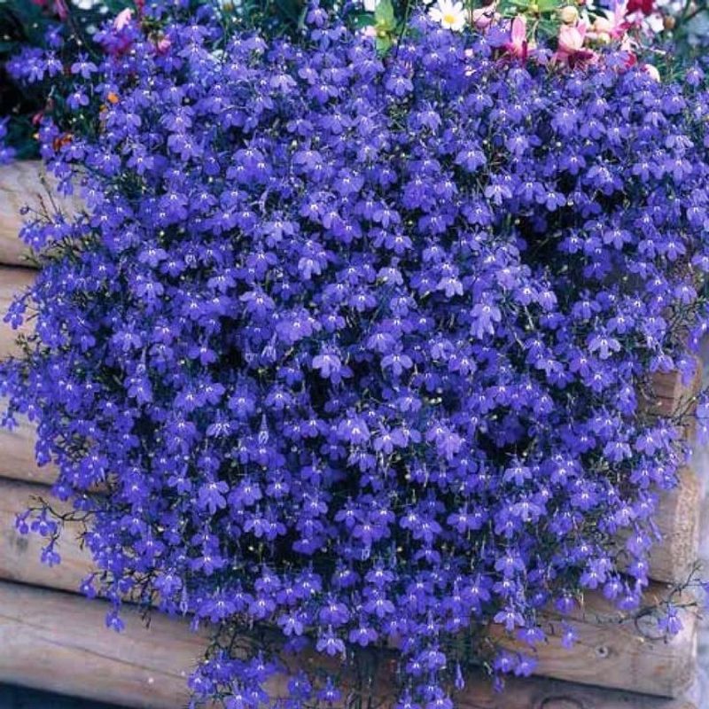 Lobelia