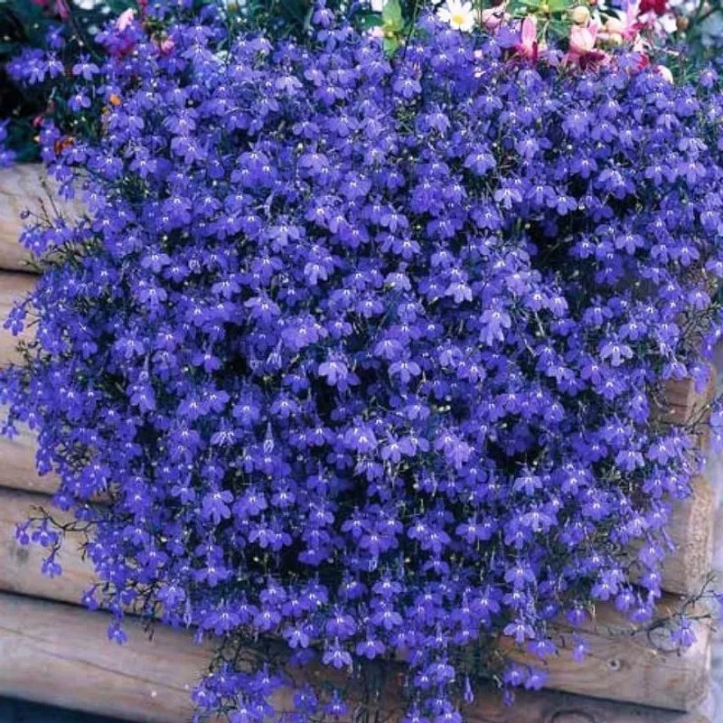 Lobelia