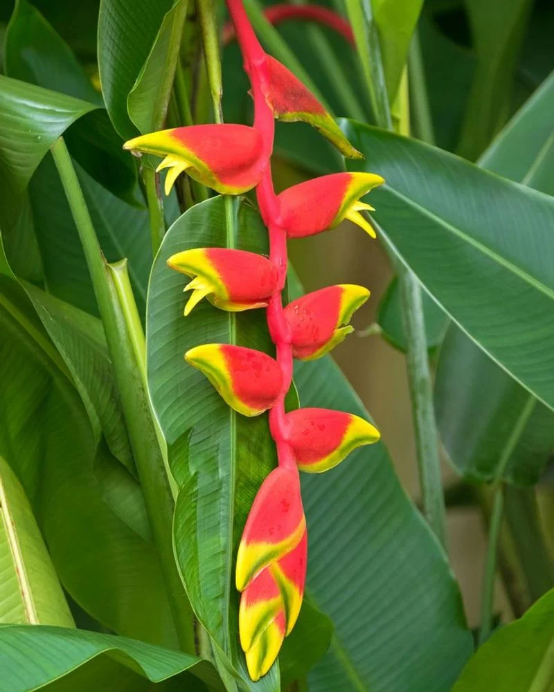 Lobster Claw Leaf