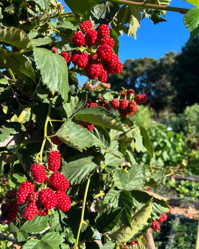 Loganberries