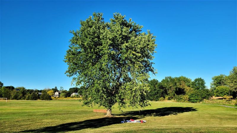 Silver Maple
