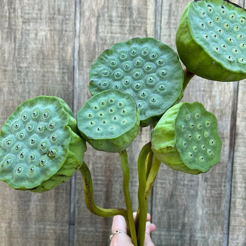 Lotus Pods