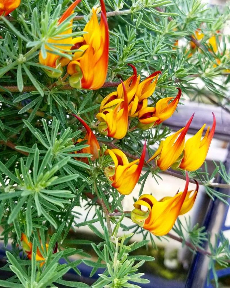 Lotus Vine