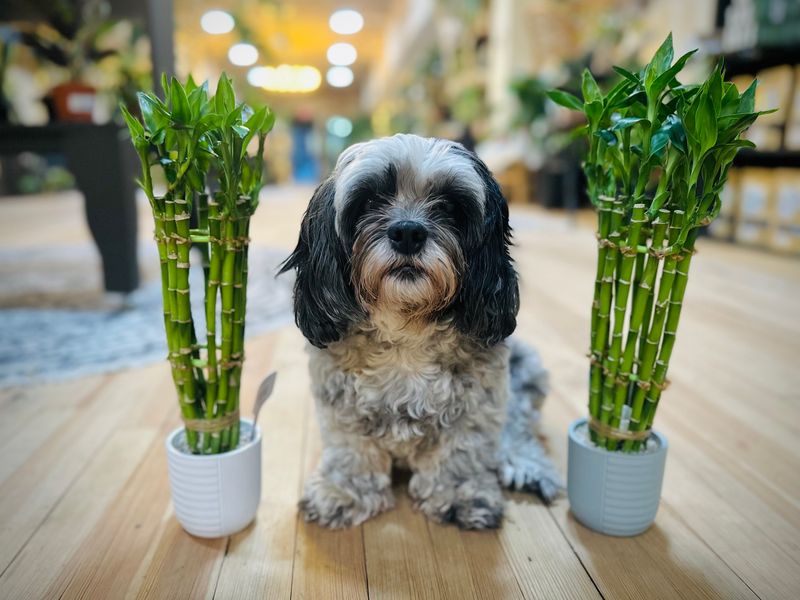 Lucky Bamboo