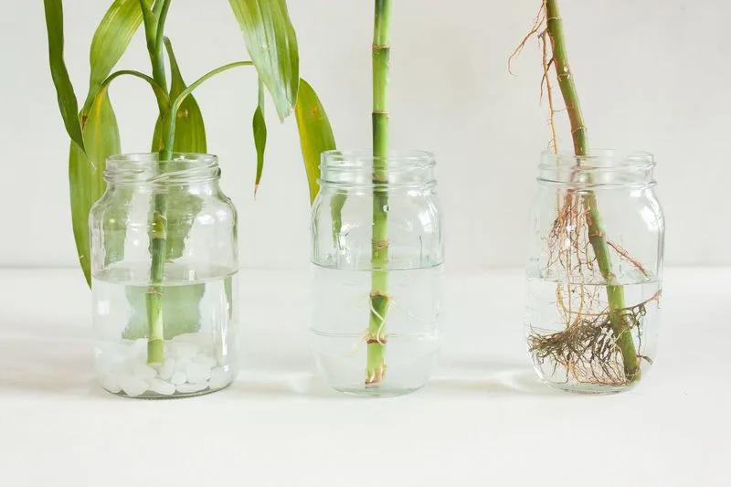 Lucky Bamboo