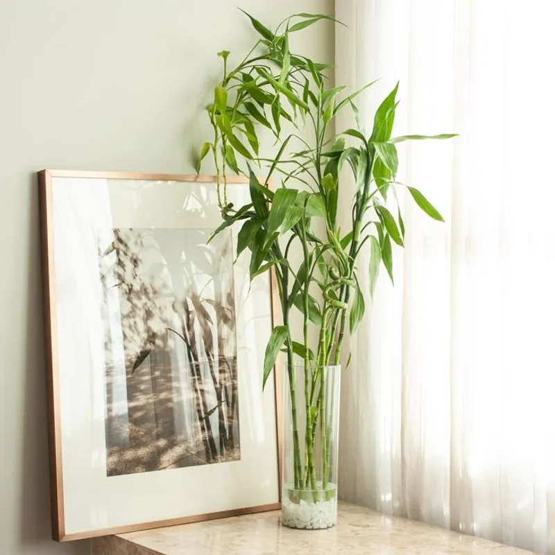 Lucky Bamboo