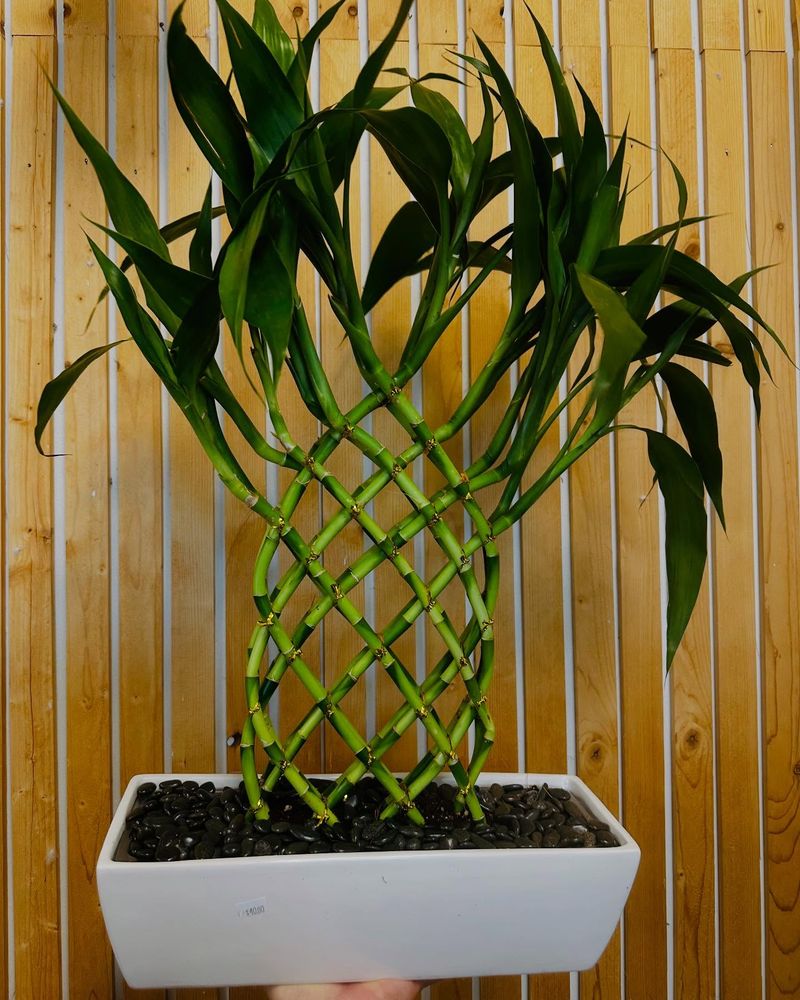 Lucky Bamboo