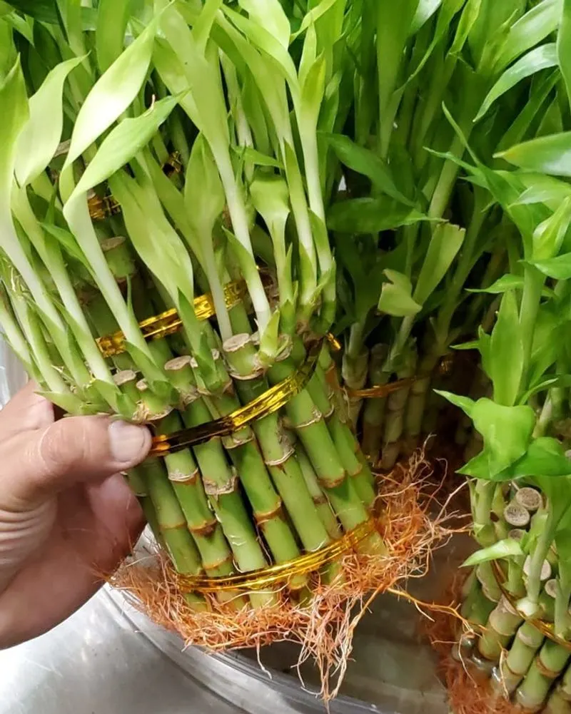Lucky Bamboo