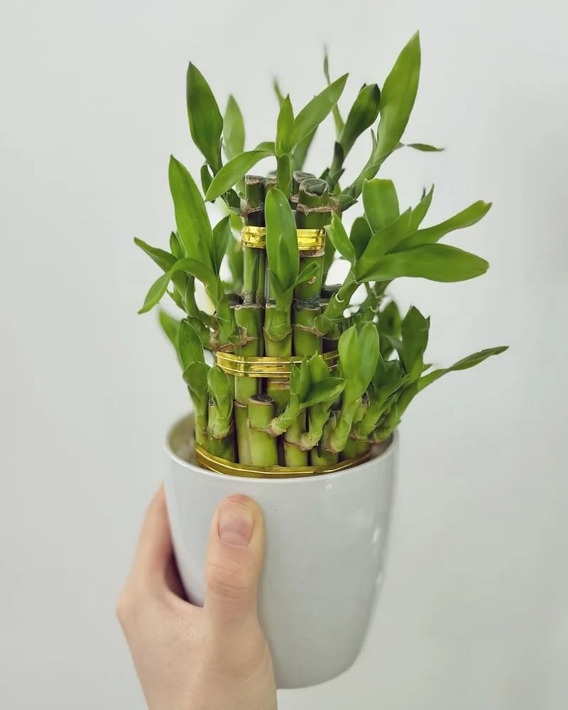 Lucky Bamboo