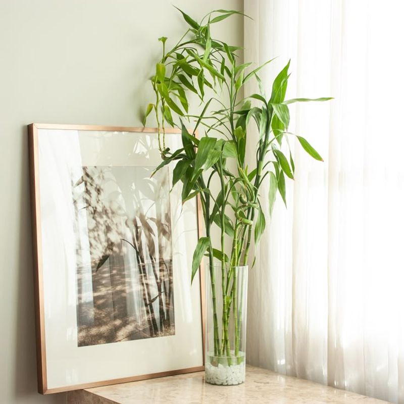 Lucky Bamboo