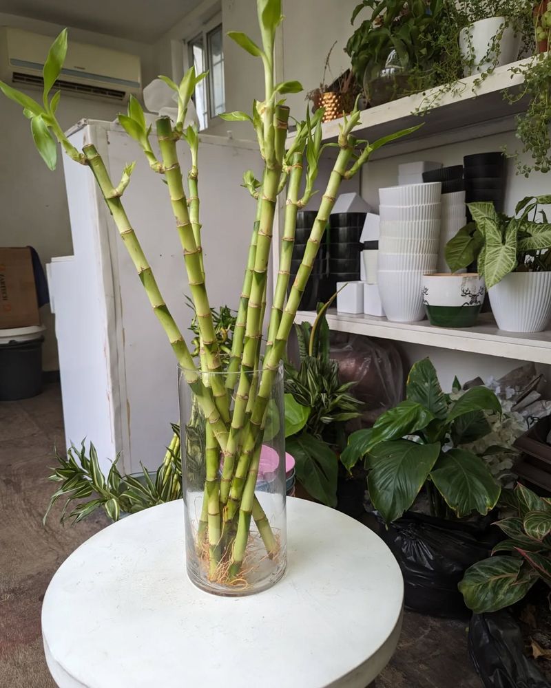 Lucky Bamboo