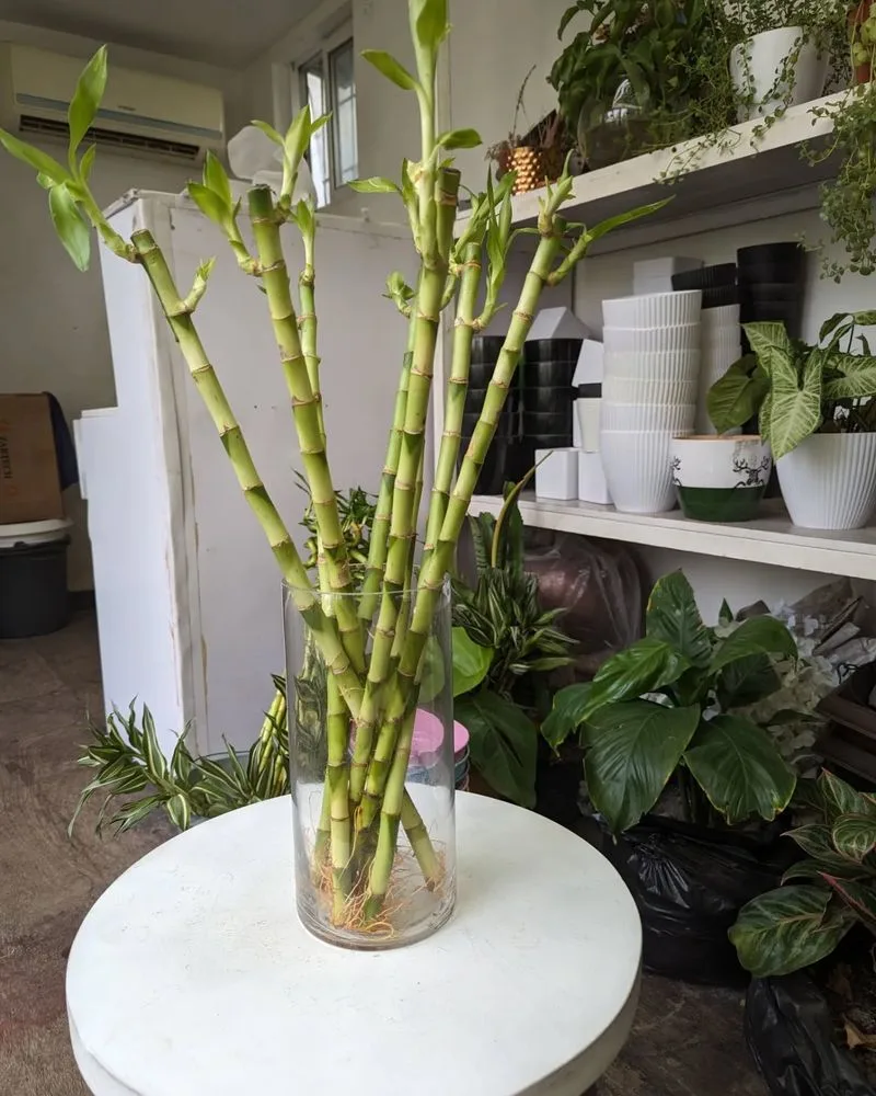 Lucky Bamboo