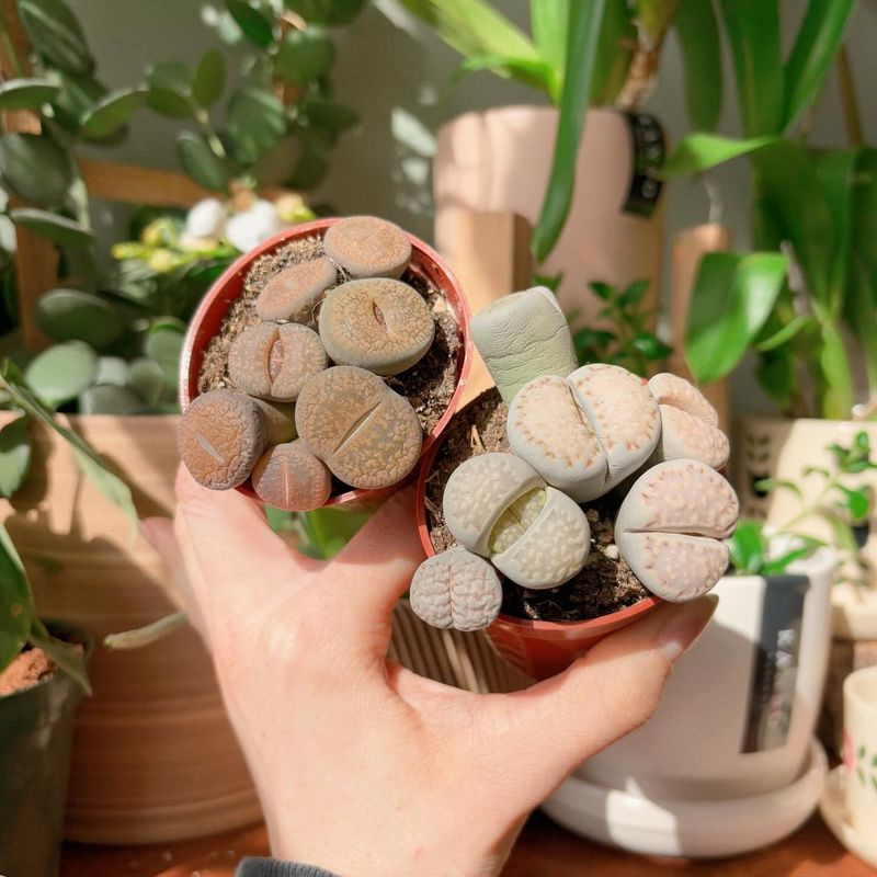Lucky Pebble Plant (Lithops)