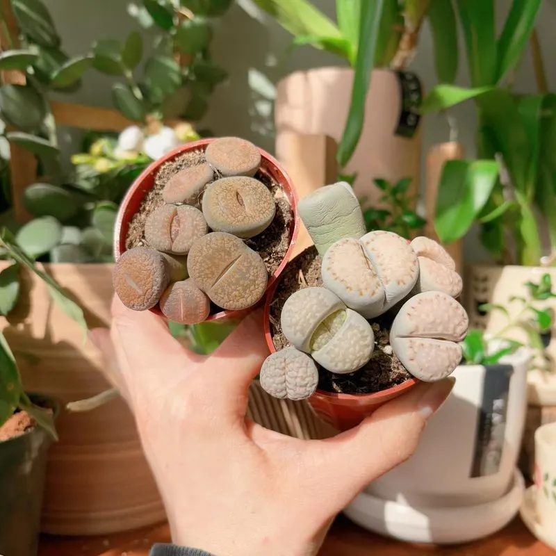 Lucky Pebble Plant (Lithops)