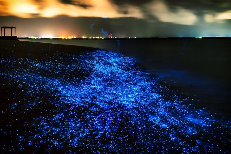 Luminescent Algae in Ponds