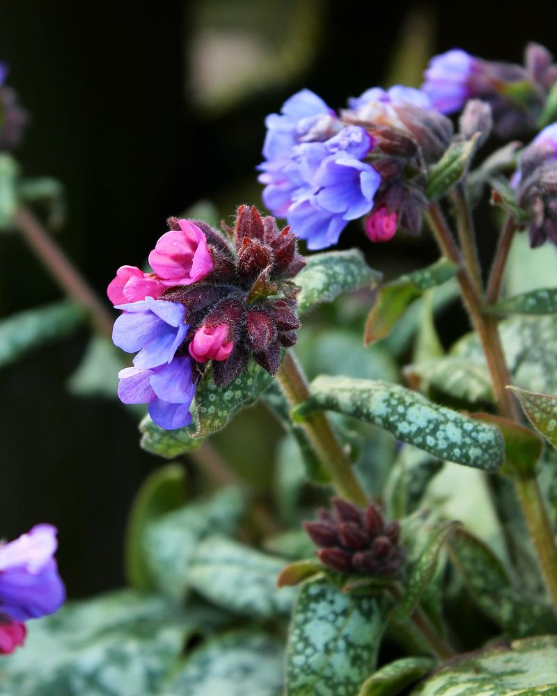 Lungwort