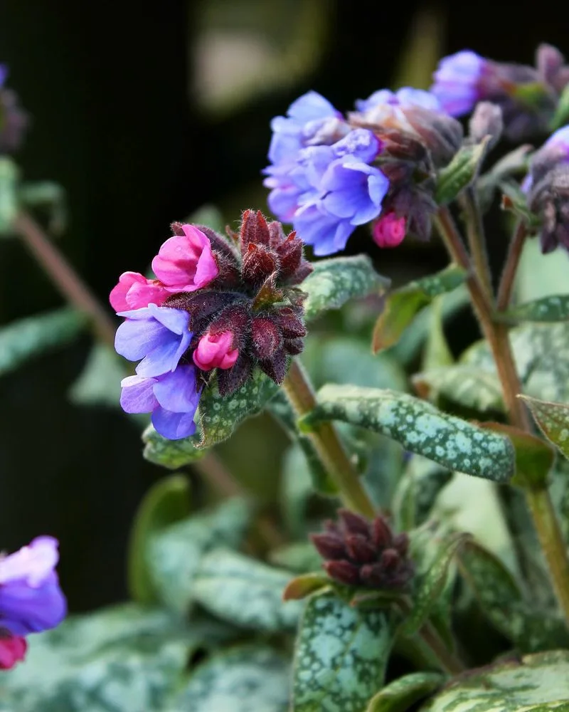 Lungwort