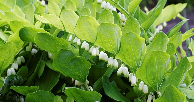 Solomon's Seal