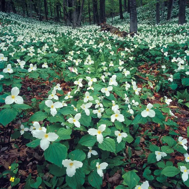 Trillium