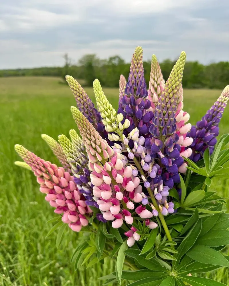Lupin