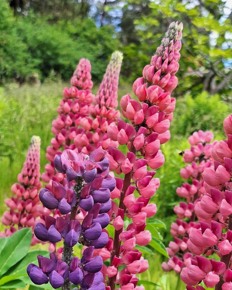 Lupine