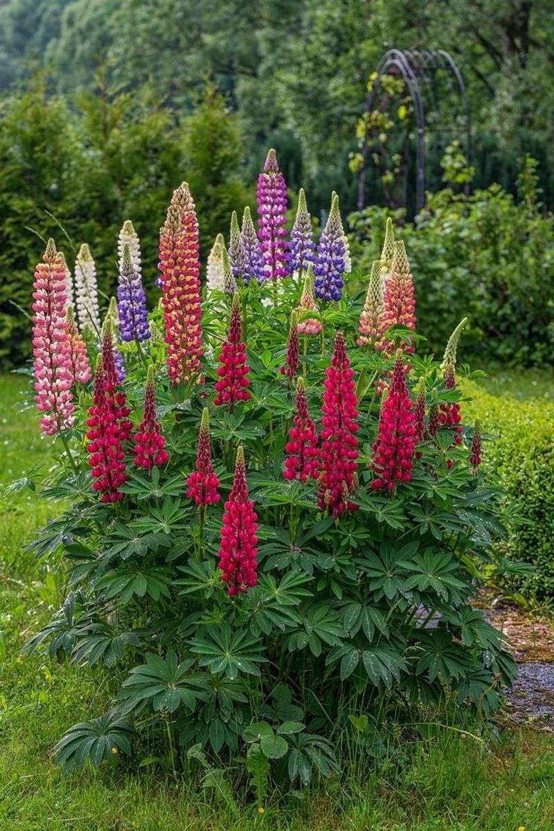 Lupins