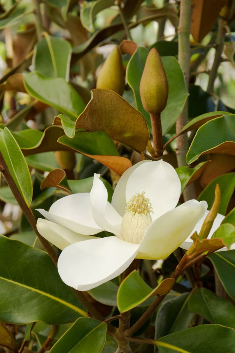 Magnolia