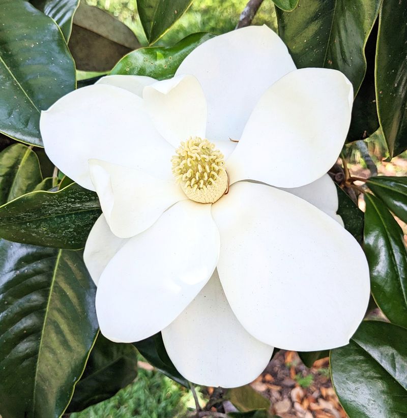 Magnolia