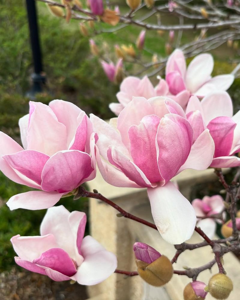 Magnolia