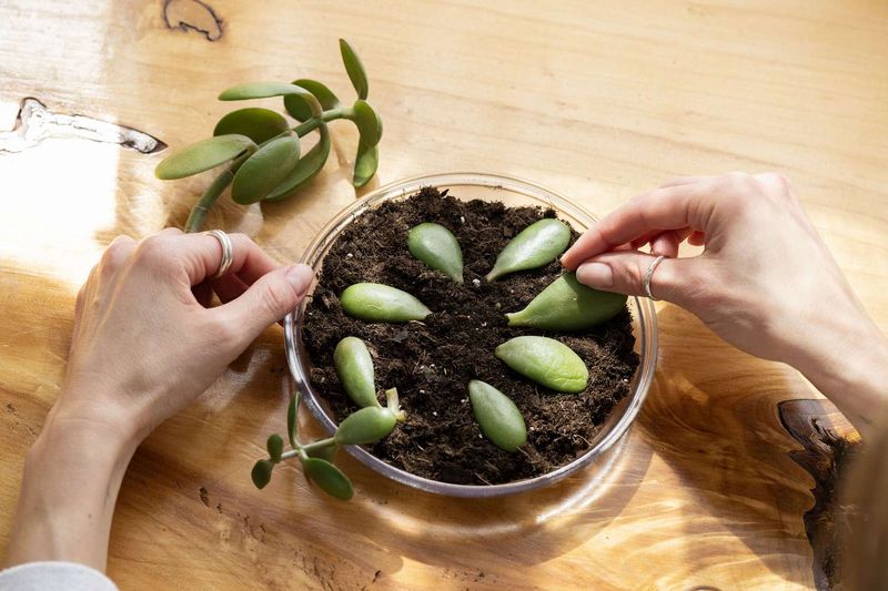 Succulents