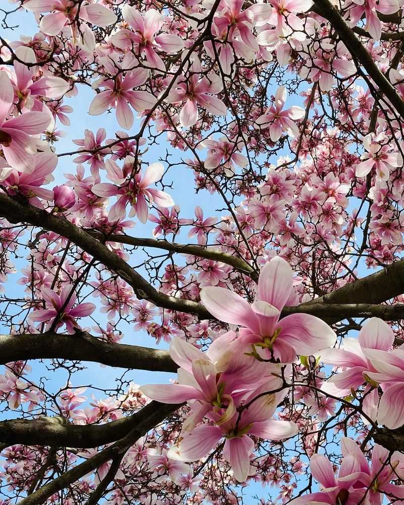 Magnolias