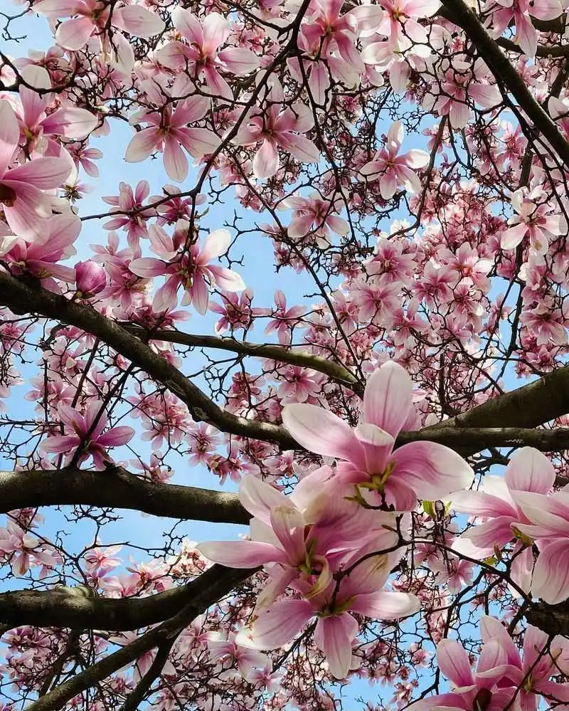Magnolias