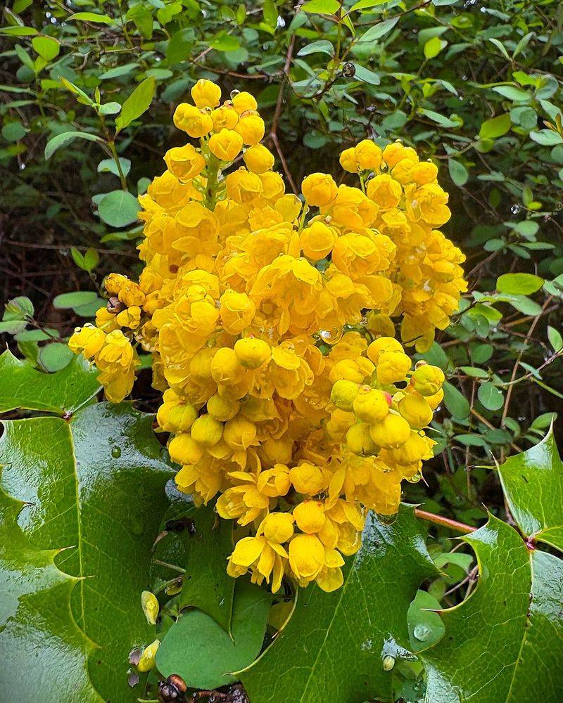 Mahonia