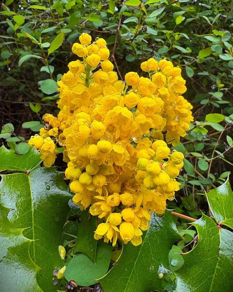 Mahonia