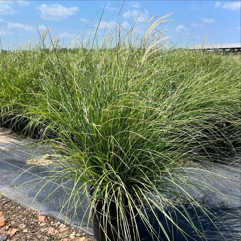 Maiden Grass