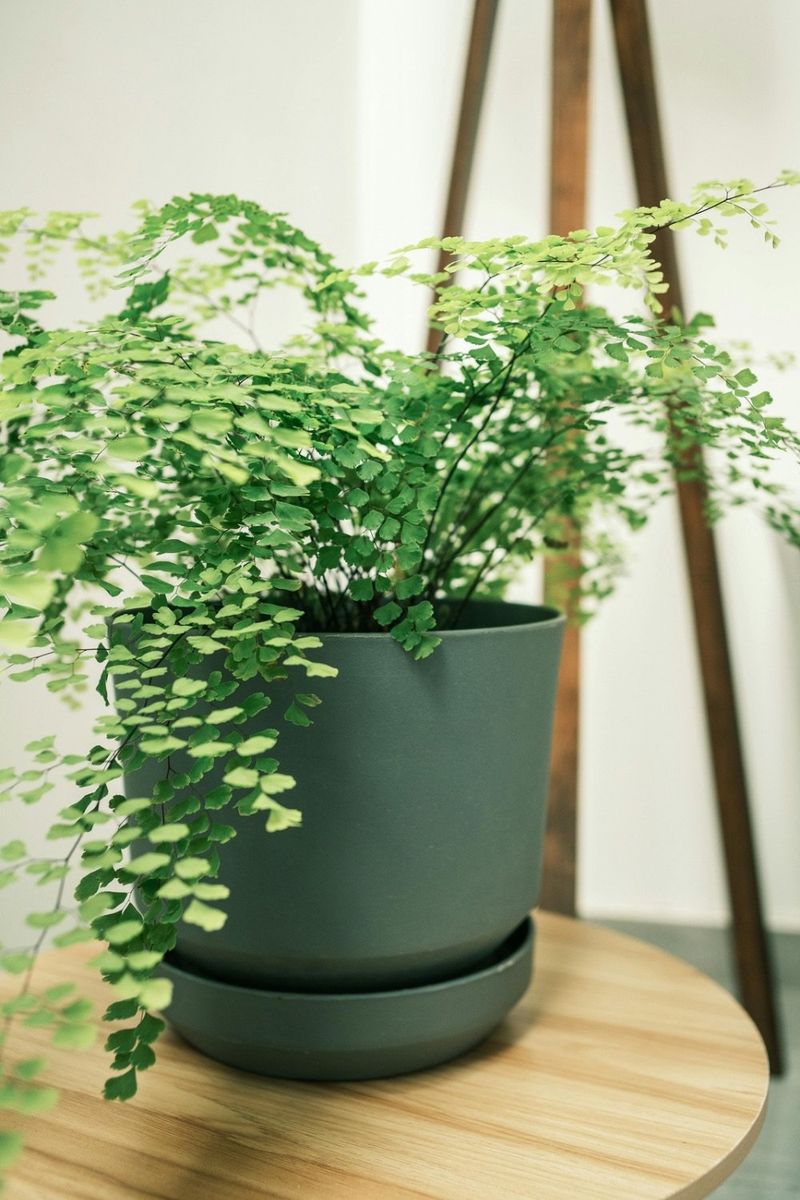 Maidenhair Fern