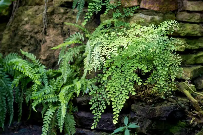 Maidenhair Fern