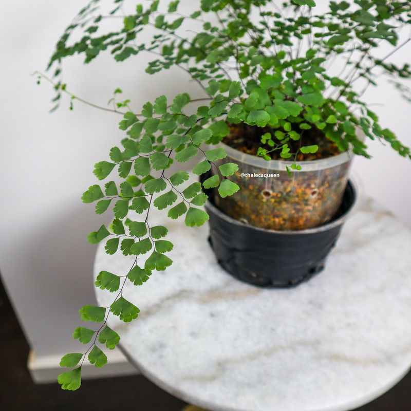 Maidenhair Fern
