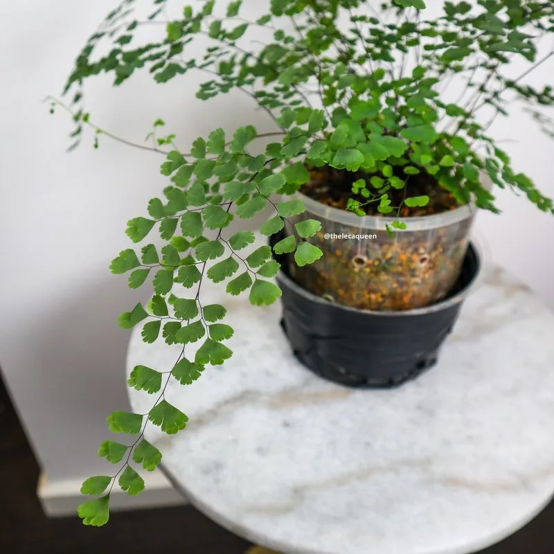 Maidenhair Fern