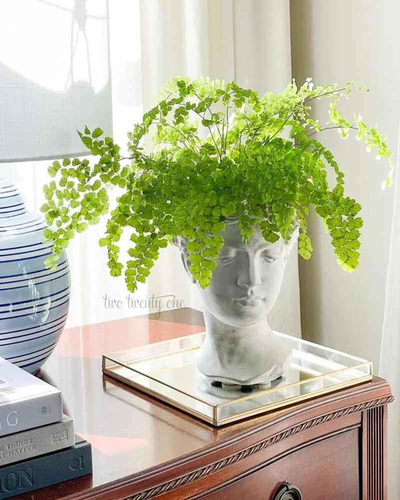Maidenhair Fern