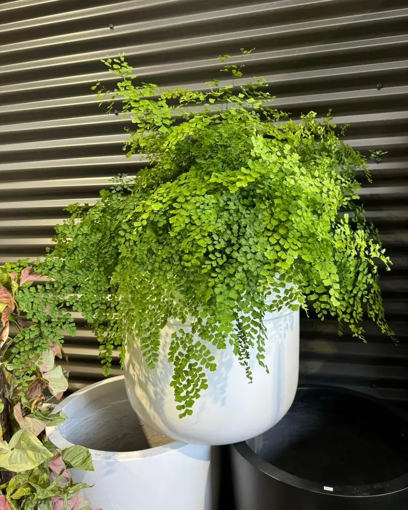 Maidenhair Fern