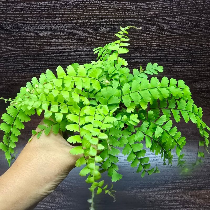 Maidenhair Fern (Adiantum)