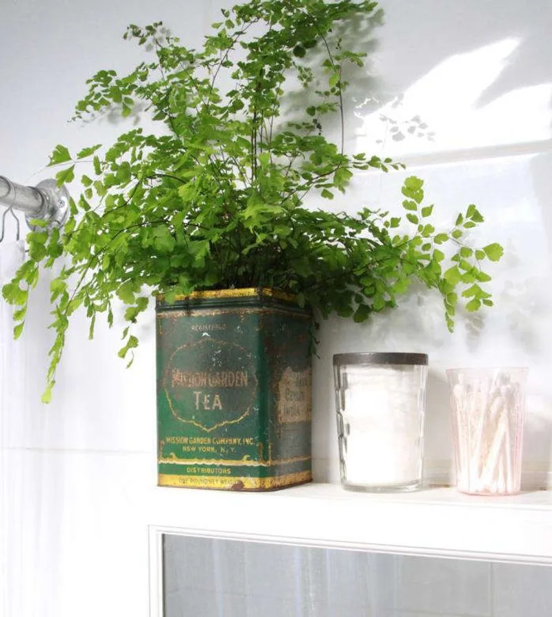 Maidenhair Fern