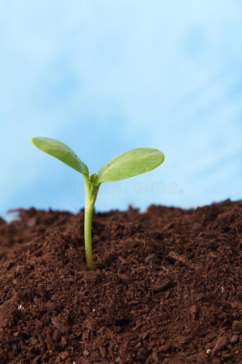 Maintain Soil Health
