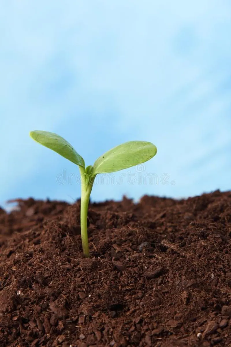 Maintain Soil Health