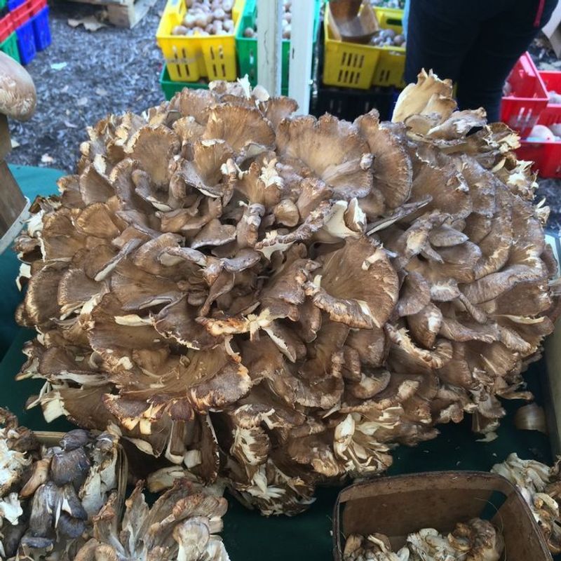 Maitake Mushroom