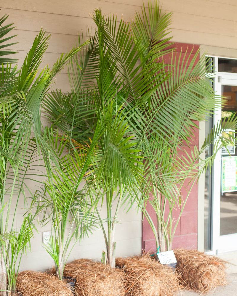 Majesty Palm