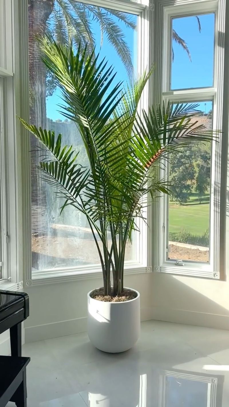 Majesty Palm