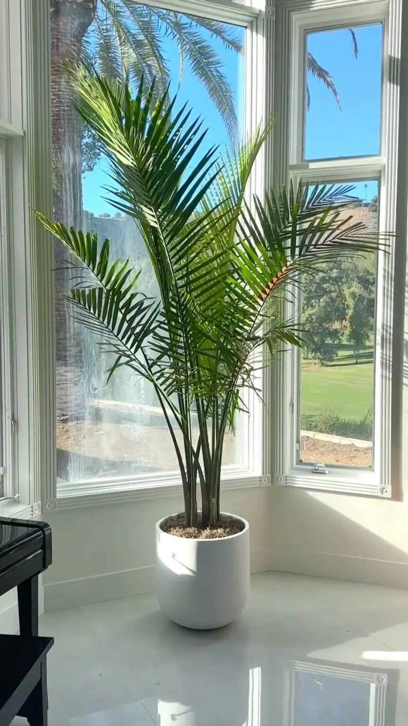 Majesty Palm