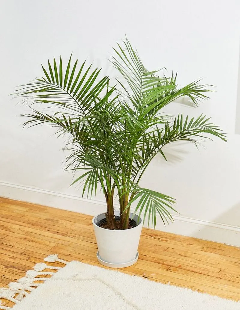 Majesty Palm